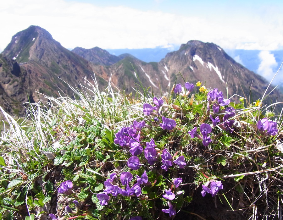 八ヶ岳主峰赤岳と阿弥陀岳を背に咲く可憐な高山植物