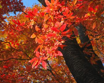 秋の紅葉シーズンを前にモミジ（カエデ）の仲間の特徴を抑え観察してみよう。チャレンジは葉が展開した春から可能です！